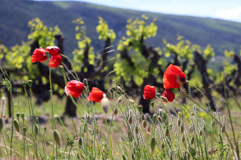 Avignon: Luberon Valley - Gordes & Roussillon Half-Day Tour