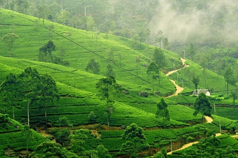 Sri Lanka 3 days: Sigiriya, Kandy, Dambulla, Hill country