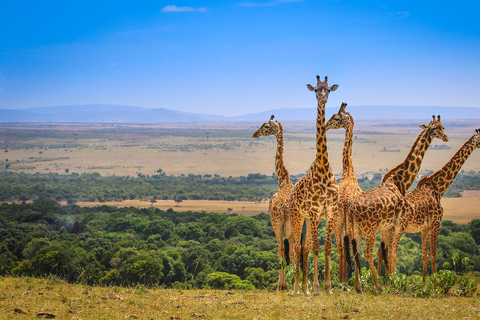 Un safari partagé de trois jours à Masai Mara au départ de Nairobi.