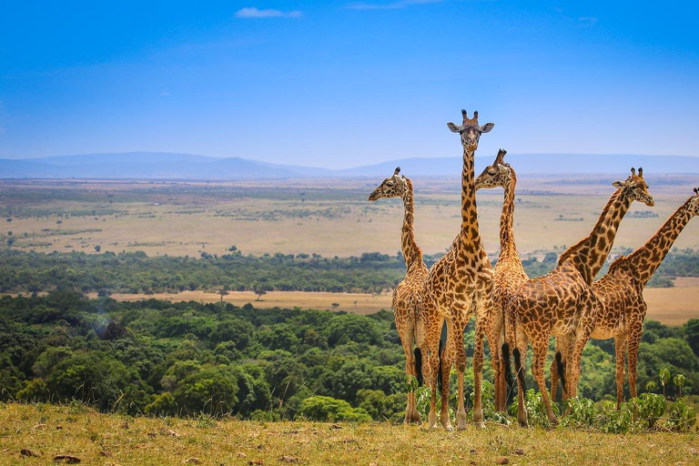 Um safári compartilhado de três dias para o Masai Mara saindo de Nairóbi.Um safári compartilhado de três dias para Masai Mara saindo de Nairobi.