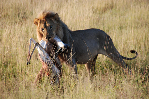 3 giorni e 2 notti di safari avventura Mikumi