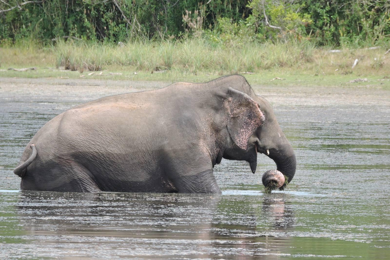 Yala/Mirissa: All Inclusive Full-Day Safari at Yala Park Mirissa/Weligama: All Inclusive Full-Day Safari at Yala Park