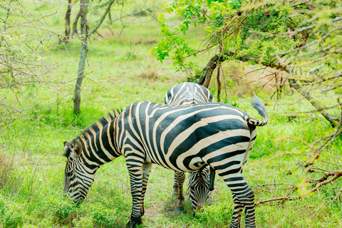 From Kigali: Akagera National Park Safari