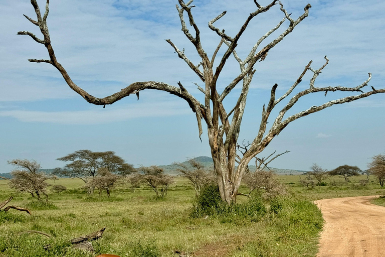 Arusha: 4-Day Ngorongoro, Tarangire, and Materuni Lodge Tour