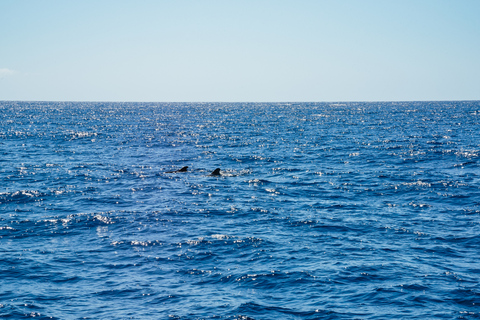 Funchal: osservazione di delfini e balene in catamarano di lusso