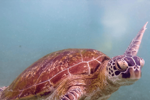 Mirissa: Ocean Magic Snorkeling with Turtles