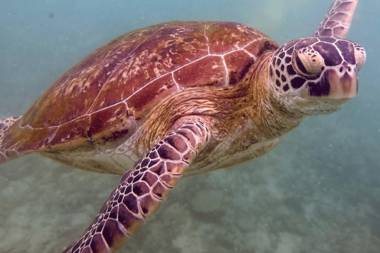 Mirissa: Ocean Magic Snorkeling with Turtles