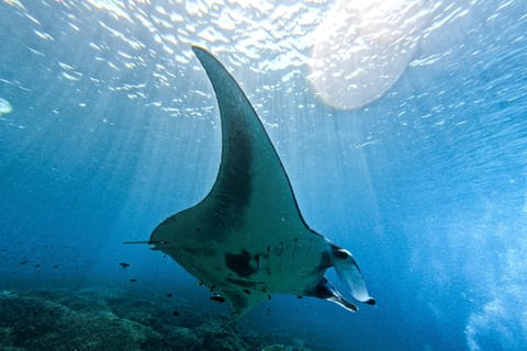 Half-Day Private Speedboat Trip: Manta Point, Rinca & Kelor