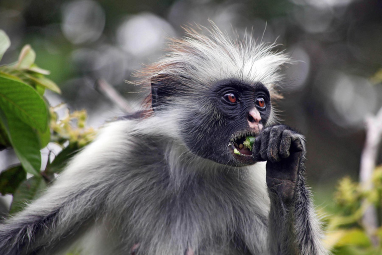 Zanzibar: Jozani Forest rondleiding met lunch