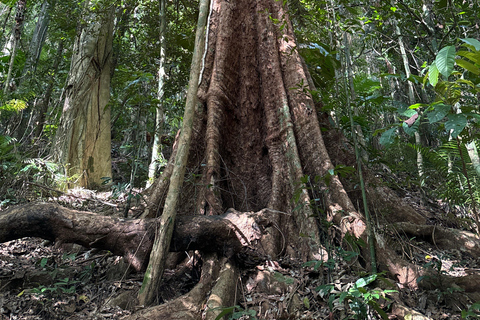 Daintree Rainforest: Waterfall Walk, Swim &amp; Crocodile Cruise