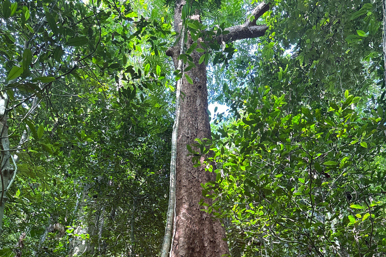 Las deszczowy Daintree: Spacer nad magiczny wodospad z lunchem i kąpielą