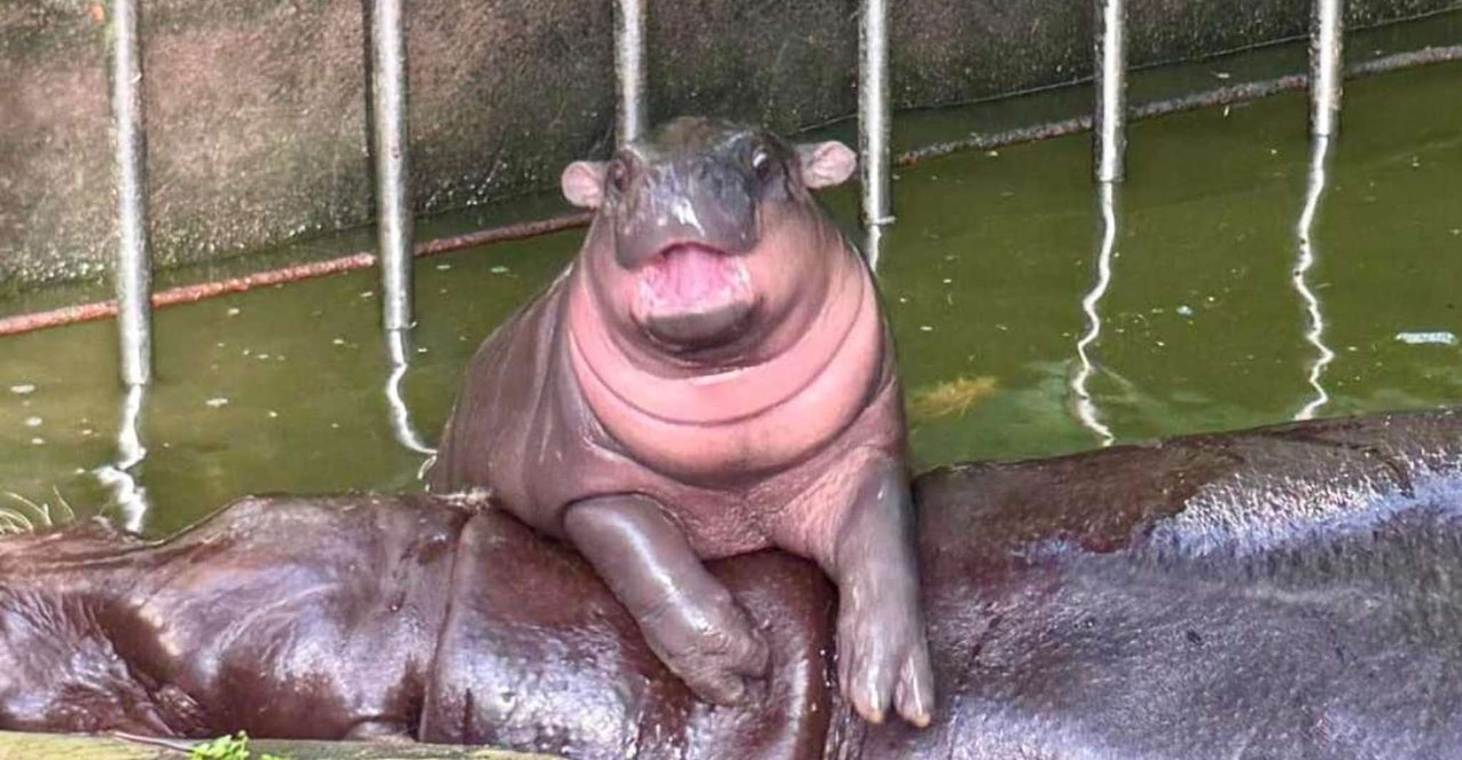 Transfer to Khao Kheow Open Zoo