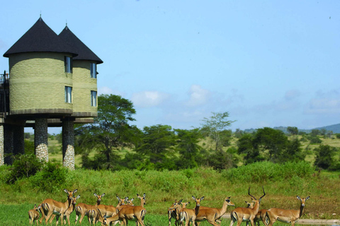 2-tägige Wildtier-Safari zum Tsavo Ost &amp; Tsavo West Park