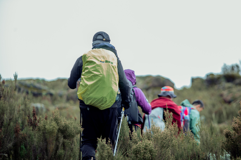Moshi: Kilimanjaro Marangu or Shira Route Day Hike Moshi: Kilimanjaro Marangu Day Hike with Lunch