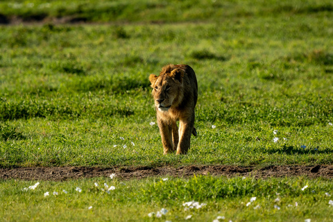 阿鲁沙：塞伦盖蒂和恩戈罗恩戈罗 3 天豪华游从塞伦盖蒂飞往阿鲁沙或乘车前往