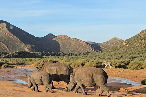 Cape Town: Cruise Passengers sunset Safari & Wine Tour