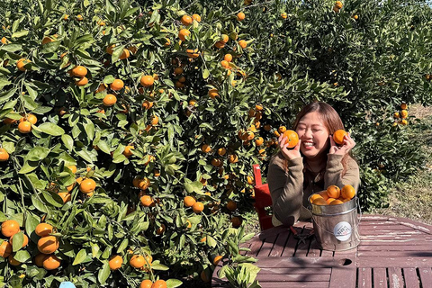 Jeju: Udo Island, Seongsan & Tangerine Picking Tour