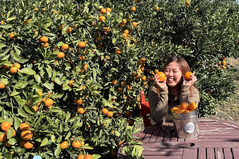 Jeju: Udo Island, Seongsan & Tangerine Picking Tour