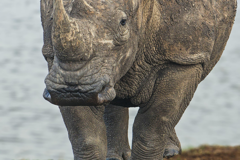 Nairobi: Lake Nakuru National Park Safari with Lunch