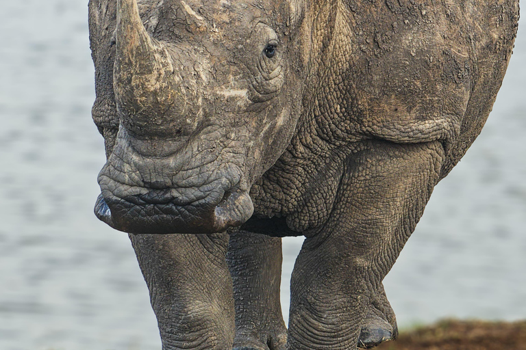 Nairobi: Lake Nakuru National Park Safari with Lunch