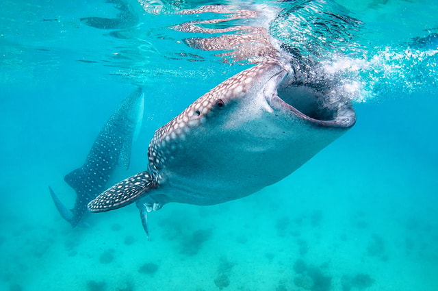 Cebu: Walhai-, Affenreservat- und Moalboal-Schildkröten-Tour