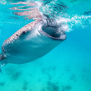 Cebu: Oslob Whale Sharks, Tumalog Falls & Monkey Sanctuary