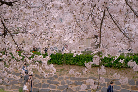 Visite des cerisiers en fleurs sur la plage de Busan