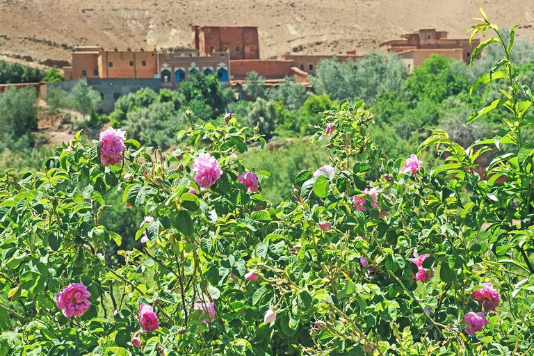 Marrakesh: Sahara Desert Tour From Marrakech 3D2N & Glamping Private Luxury Tour