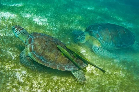 Akumal Snorkel with Turtles