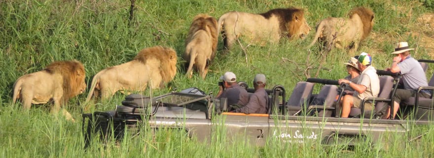 Safari privé d'une journée dans le parc national d'Addo