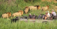 Aventura Safari día completo privado en el Parque Nacional Addo - Hizvo