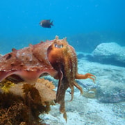Jervis Bay: Guided Snorkelling Tour with an expert guide