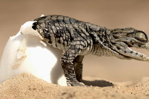 Djerba: Djerba Explore Experience with Crocodiles and Lella Hadhria Museum