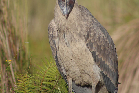 عنتيبي: جولة مابامبا شوبيل وزيارة فيكتوريا مول