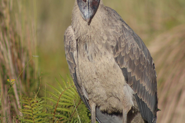 عنتيبي: جولة مابامبا شوبيل وزيارة فيكتوريا مول