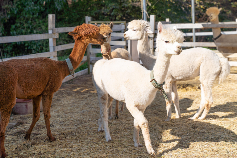 Gyeonggi: Alpaca & Sheep Ranch Admission Ticket in Gapyeong