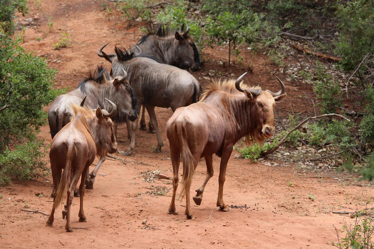 Excursão de um dia para a Reserva de Caça Maasai Mara saindo de Nairóbi