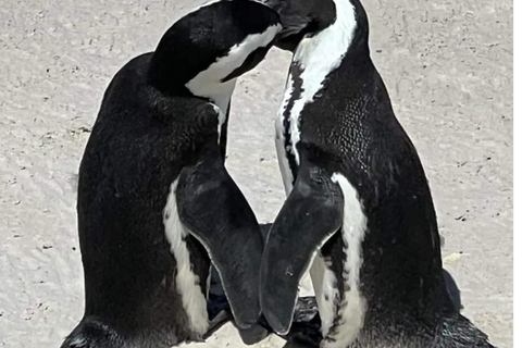 Tour particular do Cabo da Boa Esperança e Boulders Beach