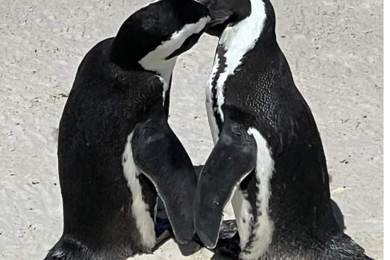 Cape of Good Hope and Boulders Beach Private Tour