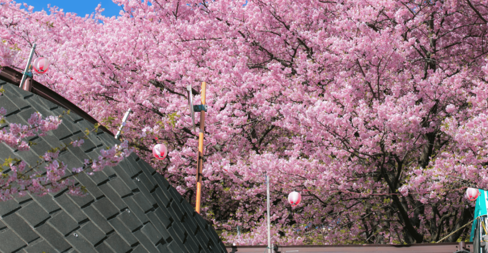 Experiencia privada y única de Nagasaki Cherry Blossom 