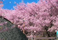 Private & Unique Nagasaki Cherry Blossom 
