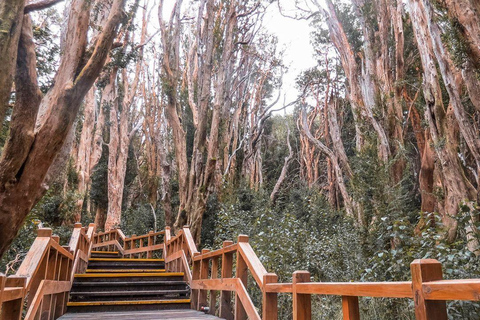 From Bariloche: Victoria Island & the Arrayanes Forest Tour Victoria Island and Arrayanes Forest with Transfers