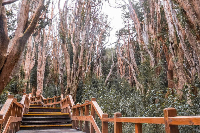 From Bariloche: Victoria Island & the Arrayanes Forest Tour Victoria Island and Arrayanes Forest with Transfers