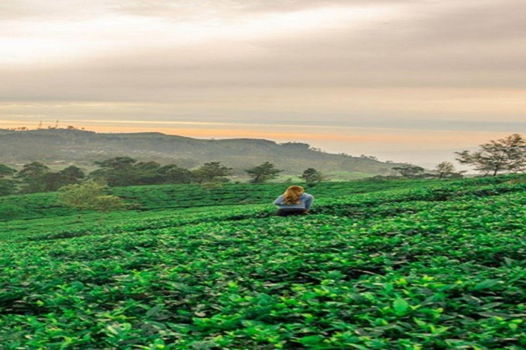 Ella : visite du Lipton&#039;s Seat, d&#039;une fabrique de thé et du bungalow d&#039;AdishamElla : siège de Lipton, usine de thé et bungalow Adisham