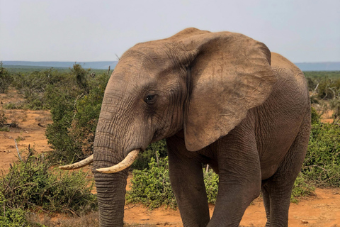 Arusha: 3-Day Serengeti & Ngorongoro Wondaful Safari 3-Day Serengeti & Ngorongoro with Balloon Experience