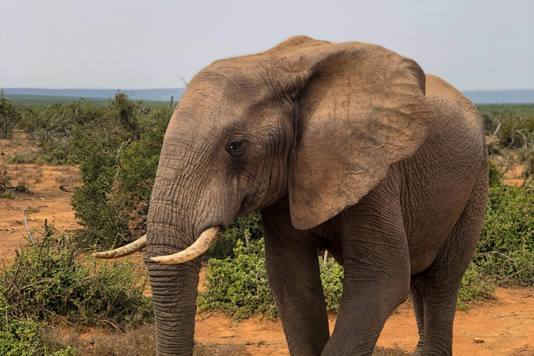 Arusha: 3-Day Serengeti & Ngorongoro Wondaful Safari 3-Day Serengeti & Ngorongoro with Balloon Experience