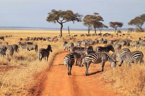Safari de lujo de 7 días por lo mejor de Tanzania
