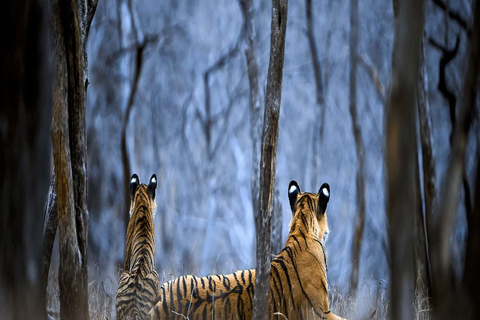 Ranthambore: core zone-1 to 5 Gypsy Tiger Safari with Lunch Ranthambore:core zone 1 to 5 canter jungle safari with lunch