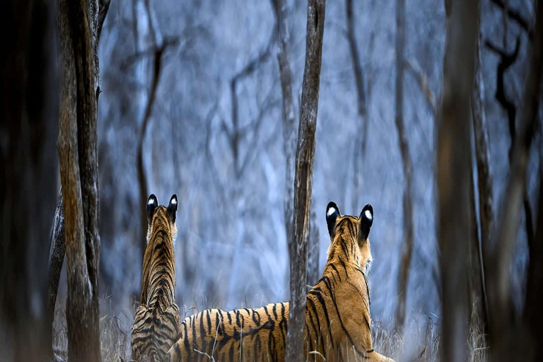 Ranthambore: core zone-1 to 5 Gypsy Tiger Safari with Lunch Ranthambore:core zone 1 to 5 canter jungle safari with lunch