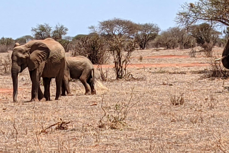 Z Mombasy: 6-dniowa wycieczka do Tsavo West, Amboseli i Tsavo East ...Z Mombasy: 6-dniowe Tsavo West, Amboseli i Tsavo East ...